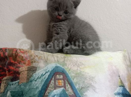 2 Aylik Bri̇ti̇sh Shorthai̇r Yavru Kedi̇ler