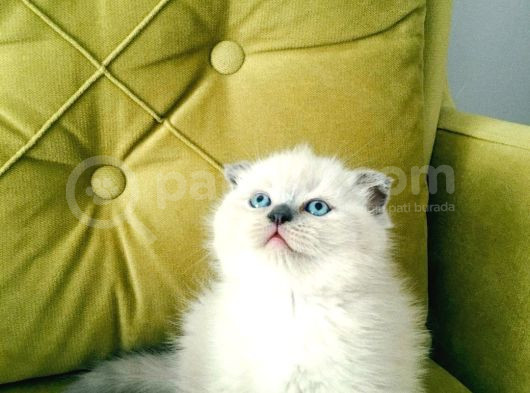 Scotish Fold Blupoint Topkafa Mavi Göz Longhair görsel