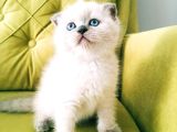Scotish fold blupoint topkafa mavi göz longhair