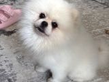1 Yaşında Beyaz Pomeranian Boo Erkek