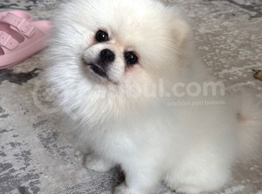1 Yaşında Beyaz Pomeranian Boo Erkek görsel
