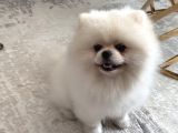 1 Yaşında Beyaz Pomeranian Boo Erkek