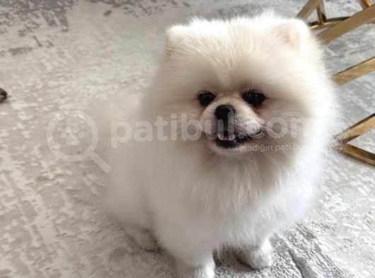 1 Yaşında Beyaz Pomeranian Boo Erkek görsel