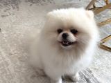 1 Yaşında Beyaz Pomeranian Boo Erkek