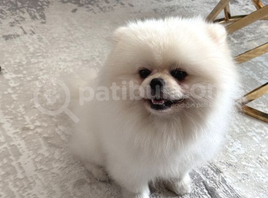 1 Yaşında Beyaz Pomeranian Boo Erkek görsel