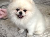 1 Yaşında Beyaz Pomeranian Boo Erkek