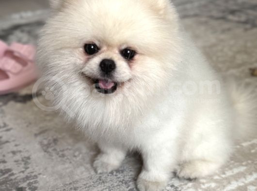 1 Yaşında Beyaz Pomeranian Boo Erkek görsel