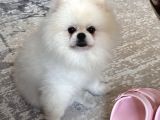 1 yaşında beyaz pomeranian boo Erkek