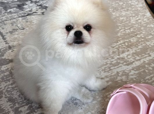 1 Yaşında Beyaz Pomeranian Boo Erkek