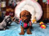 Oyuncak Poodle Mi̇nnacik Bebekler