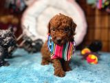 Oyuncak Poodle Mi̇nnacik Bebekler