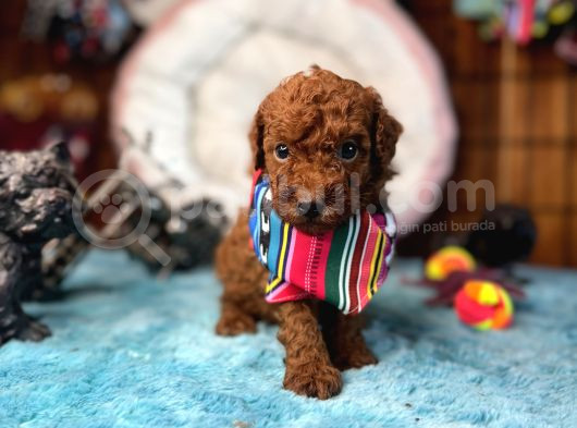 Oyuncak Poodle Mi̇nnacik Bebekler görsel