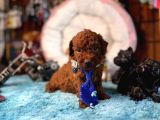 Oyuncak Poodle Mi̇nnacik Bebekler