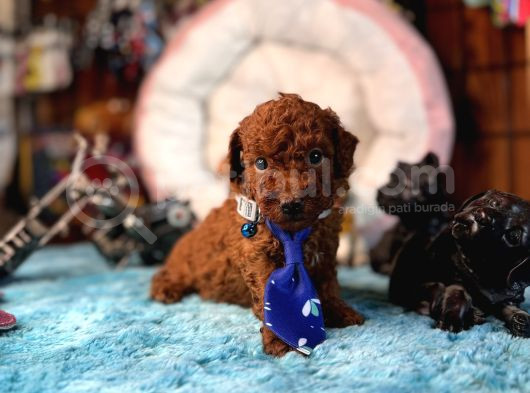 Oyuncak Poodle Mi̇nnacik Bebekler görsel