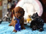 Oyuncak Poodle Mi̇nnacik Bebekler