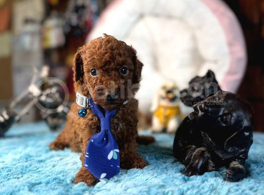 Oyuncak Poodle Mi̇nnacik Bebekler görsel
