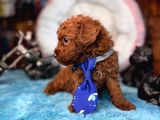 Oyuncak Poodle Mi̇nnacik Bebekler
