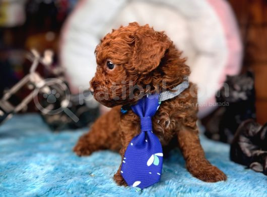 Oyuncak Poodle Mi̇nnacik Bebekler görsel