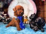 OYUNCAK POODLE MİNNACIK BEBEKLER