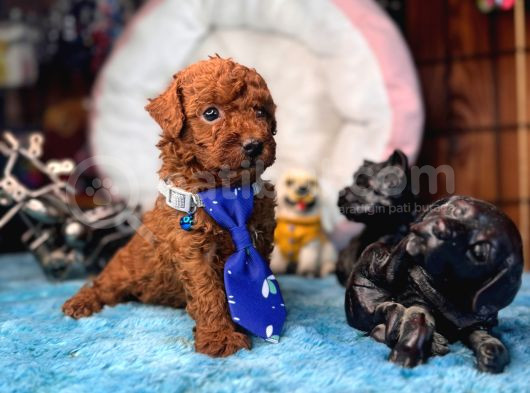 OYUNCAK POODLE MİNNACIK BEBEKLER