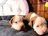 Ameri̇can Bulldog Scr Li̇ Kari̇zmalar