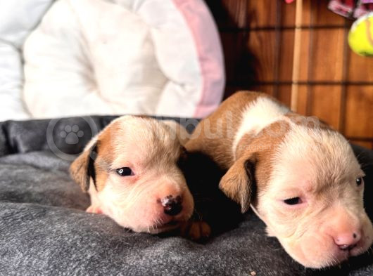 Ameri̇can Bulldog Scr Li̇ Kari̇zmalar görsel