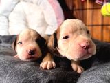 Ameri̇can Bulldog Scr Li̇ Kari̇zmalar