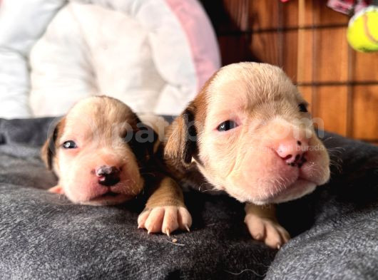 Ameri̇can Bulldog Scr Li̇ Kari̇zmalar görsel