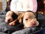 Ameri̇can Bulldog Scr Li̇ Kari̇zmalar