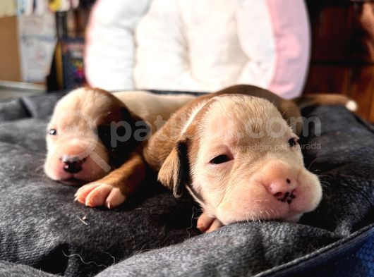 Ameri̇can Bulldog Scr Li̇ Kari̇zmalar görsel