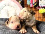 Ameri̇can Bulldog Scr Li̇ Kari̇zmalar