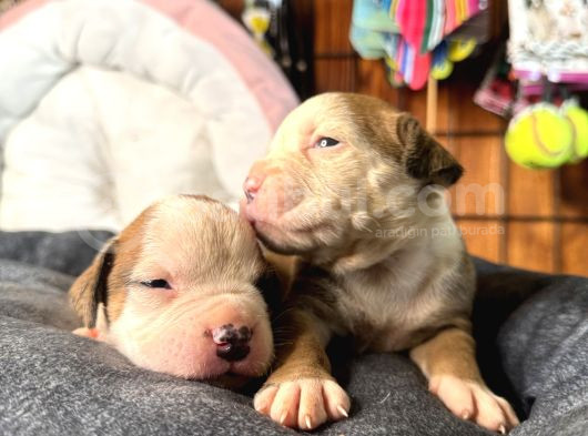Ameri̇can Bulldog Scr Li̇ Kari̇zmalar görsel