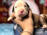 AMERİCAN BULLDOG SCR Lİ KARİZMALAR