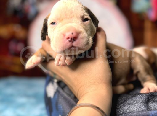 Ameri̇can Bulldog Scr Li̇ Kari̇zmalar