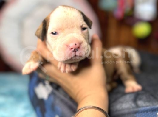 Ameri̇can Bulldog Scr Li̇ Kari̇zmalar görsel