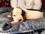 Ameri̇can Bulldog Scr Li̇ Kari̇zmalar