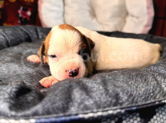 Ameri̇can Bulldog Scr Li̇ Kari̇zmalar görsel