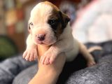 Ameri̇can Bulldog Scr Li̇ Kari̇zmalar