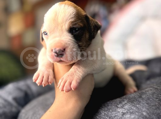 Ameri̇can Bulldog Scr Li̇ Kari̇zmalar görsel