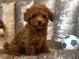 IRK GARANTİLİ ÖZEL TOY POODLE YAVRULAR