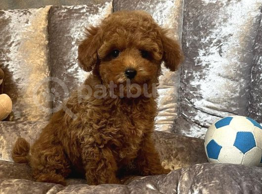 Irk Garanti̇li̇ Özel Toy Poodle Yavrular