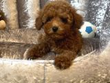 Irk Garanti̇li̇ Özel Toy Poodle Yavrular