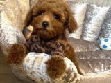 En Sevi̇len Renkte Toy Poodle Yavrular