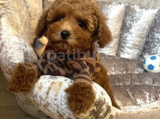 En Sevi̇len Renkte Toy Poodle Yavrular görsel