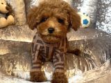 EN SEVİLEN RENKTE TOY POODLE YAVRULAR