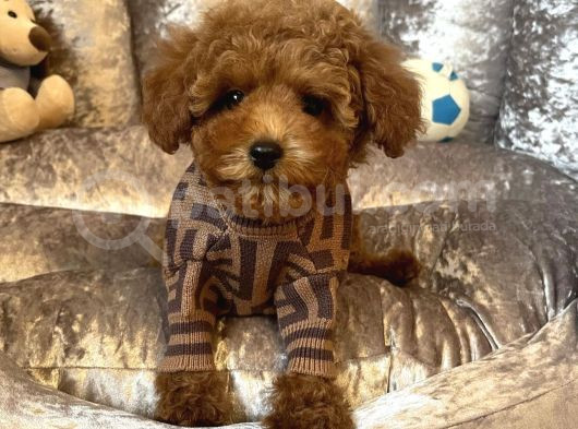 En Sevi̇len Renkte Toy Poodle Yavrular