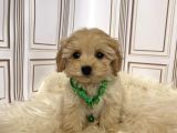 SAFKAN IRK GARANTİ MALTİPOO YAVRULAR