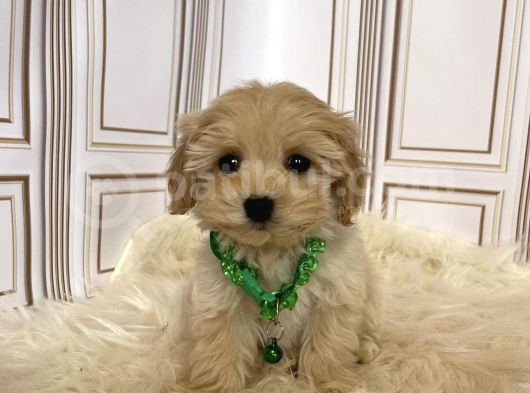 Safkan Irk Garanti̇ Malti̇poo Yavrular