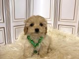 Safkan Irk Garanti̇ Malti̇poo Yavrular