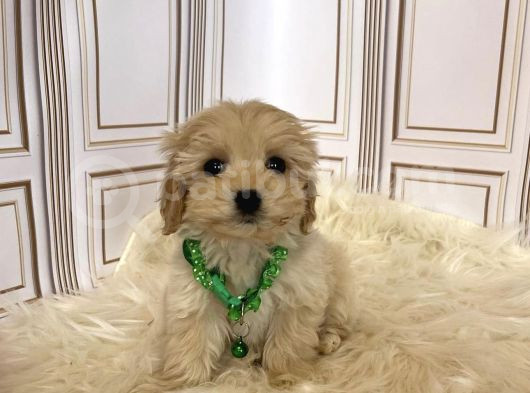 Safkan Irk Garanti̇ Malti̇poo Yavrular görsel